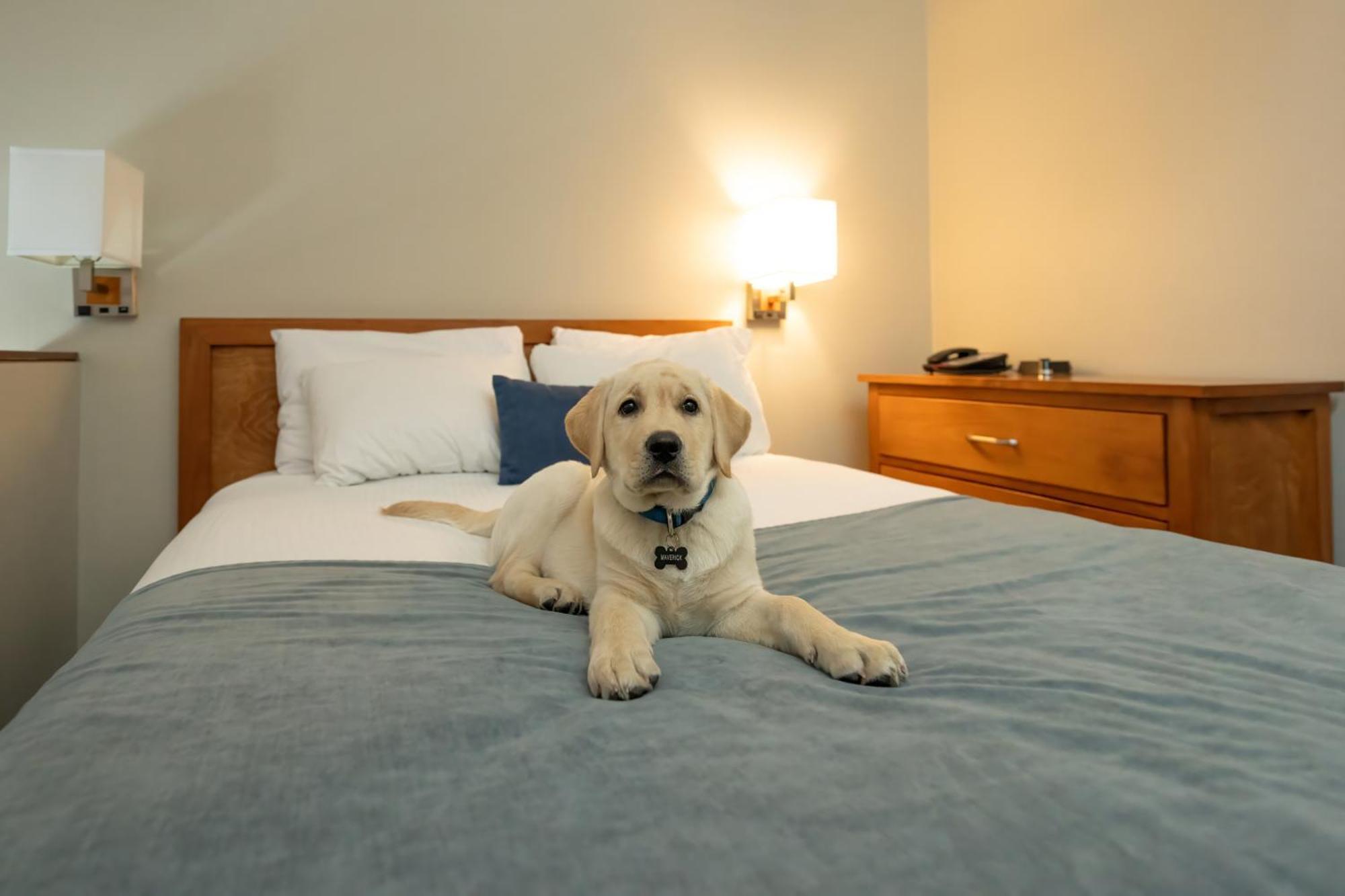 Whistler Village Inn & Suites Экстерьер фото